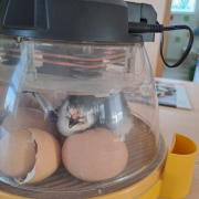 Veverky - Malí objevitelé v říši snů a pohádek na cestě za hvězdami a první jarní kytičkou