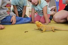 Veverky - Návštěva zvířátek - želva a agama