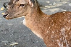 IMG-20240611-WA0043