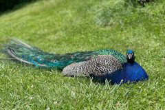 IMG-20240611-WA0052